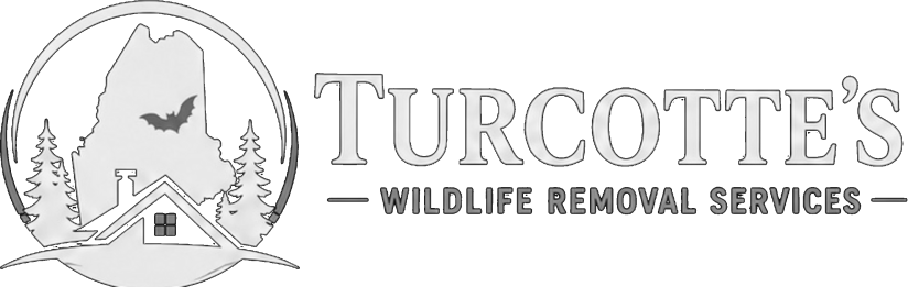 Turcotte's Wildlife Removal Services